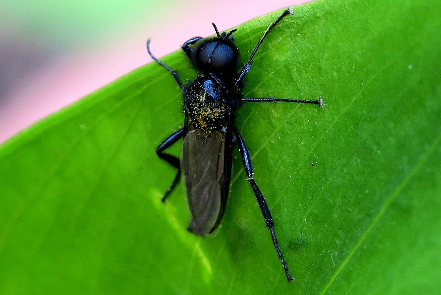 Bibionidae:  Bibio marci, maschio